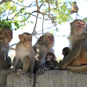 [나트랑] 나트랑 원숭이섬 몽키아일랜드