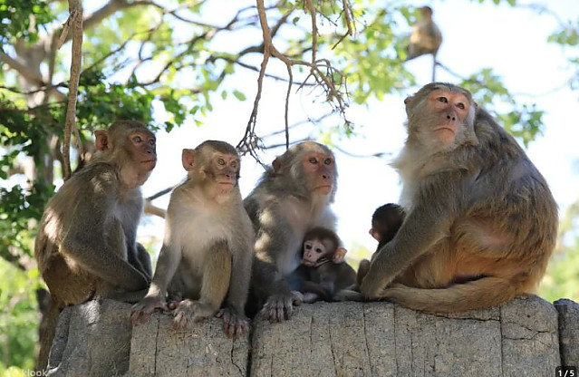 [나트랑] 나트랑 원숭이섬 몽키아일랜드