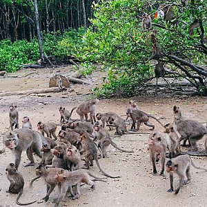 껀저 생물권 보전지역 원숭이섬 투어