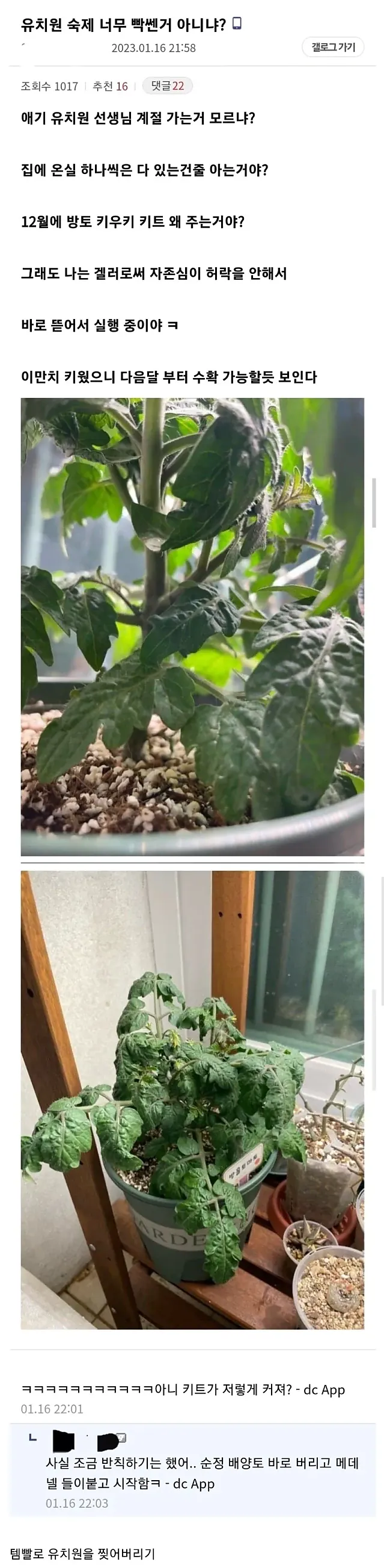 겨울에 방울토마토 키우기 숙제를 준 유치원에 분노한 부모