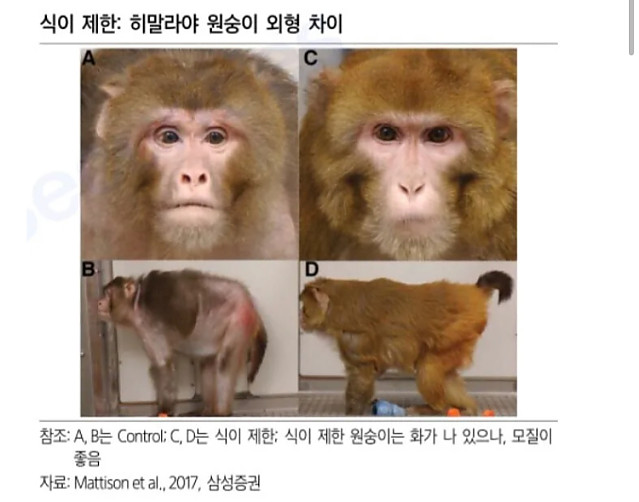 자유식 원숭이 vs 식이 제한 원숭이