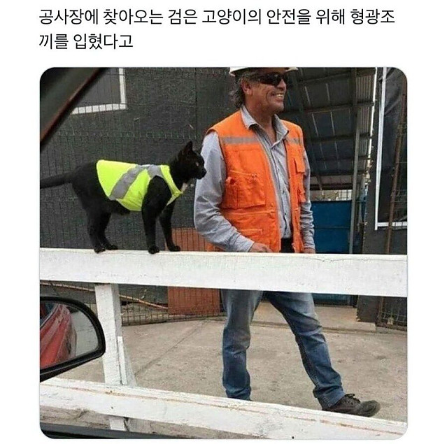 네가 불행의 검은 고양이라고?