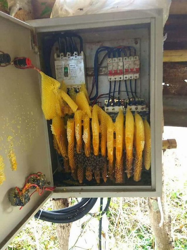 반장님 : 오늘 작업은 꿀이다