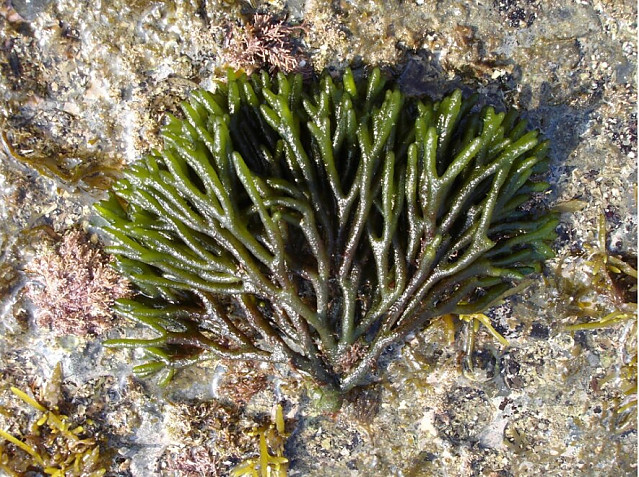 처음 보면 흠칫하게 만드는 식재료