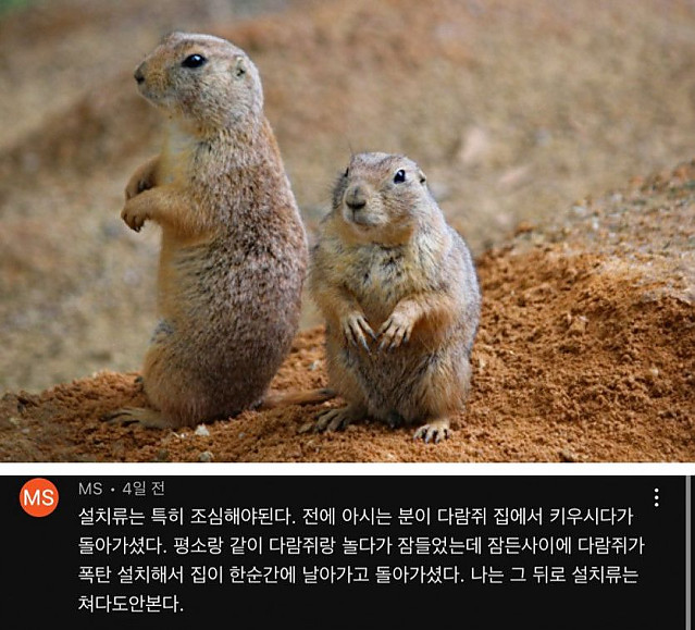 여러분 설치류 조심하세요