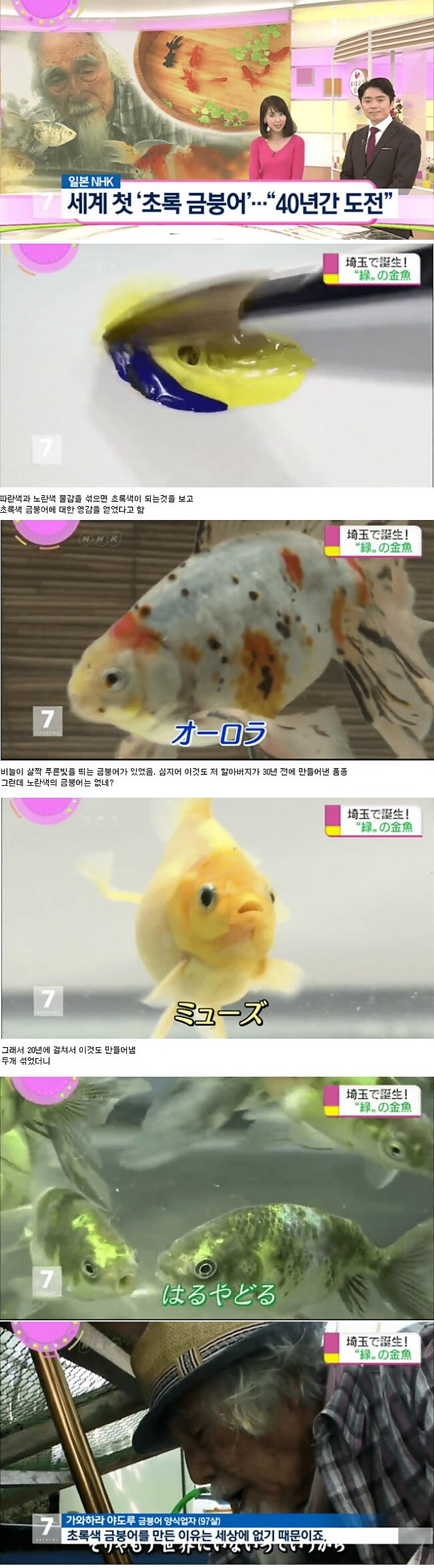 한 할아버지가 세계최초로 초록 금붕어를 만들어 낸 이유