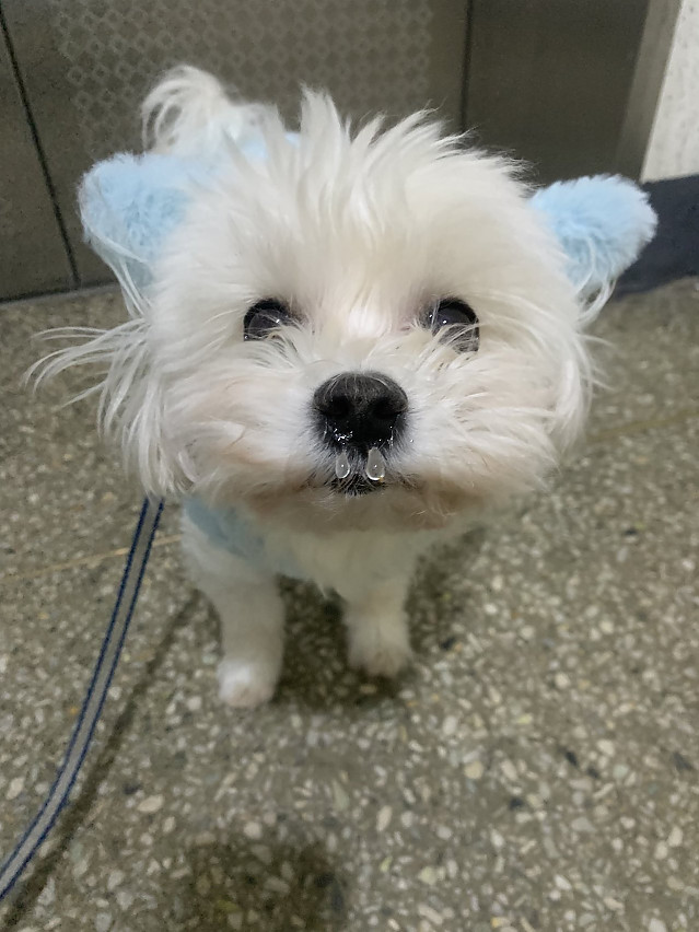 한파에 산책한 강아지