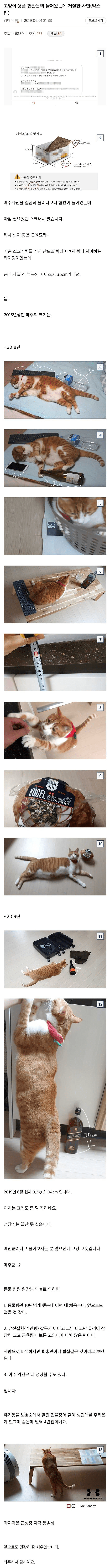 좀 큰 고양이를 키우는 디씨인