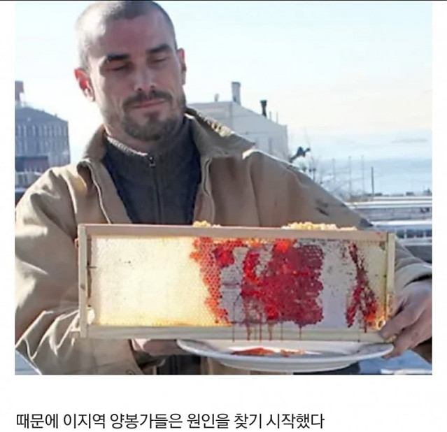 약혐) 벌이 빨간 꿀을 생산하자 실체가 드러난 범죄공장 (수정)