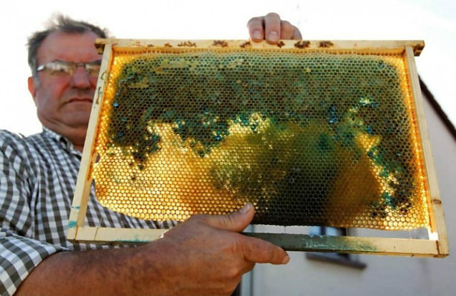 푸른 색과 초록색의 벌꿀