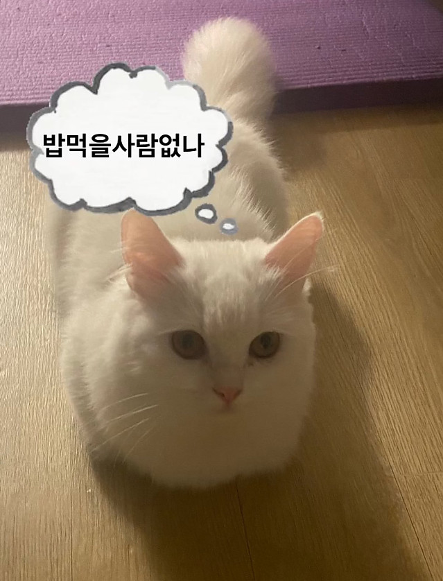 T1 Smash선수가 키운다는 고양이