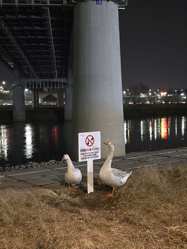거위에게 먹이를 주지 마세요