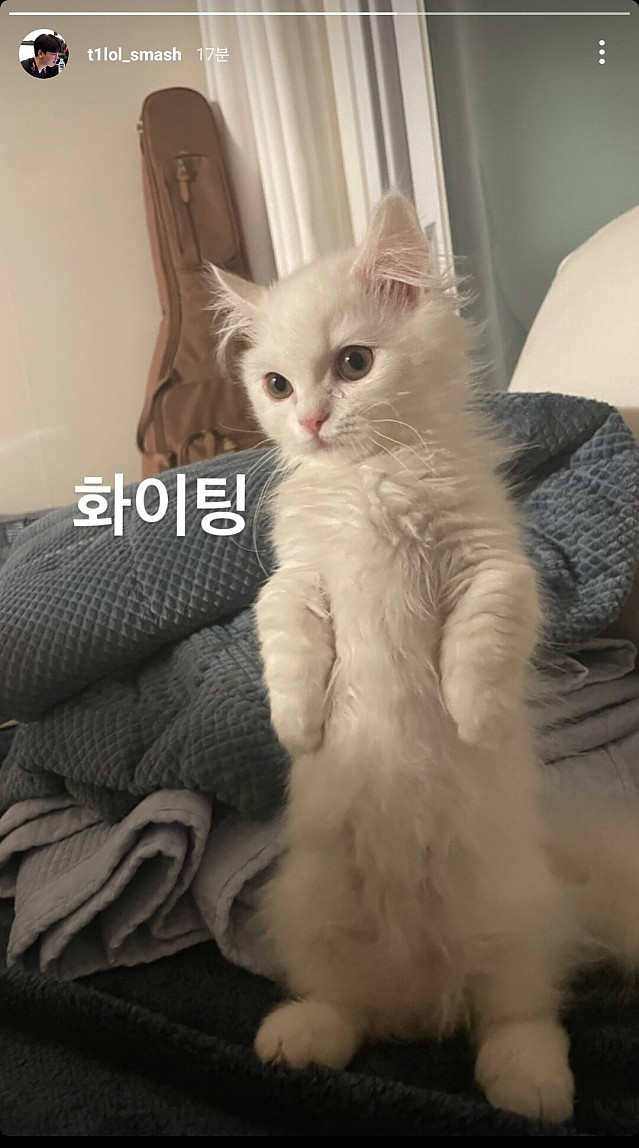 T1 Smash선수가 키운다는 고양이