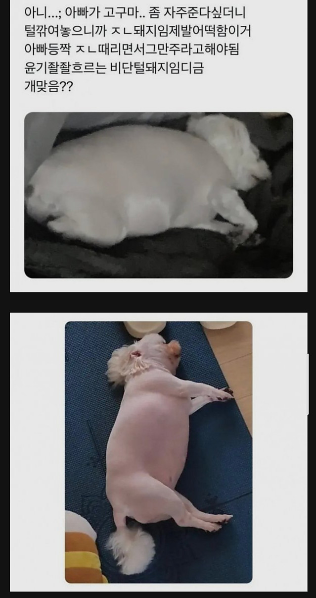 강아지가 너무 포동해서 털 깎아본 사람