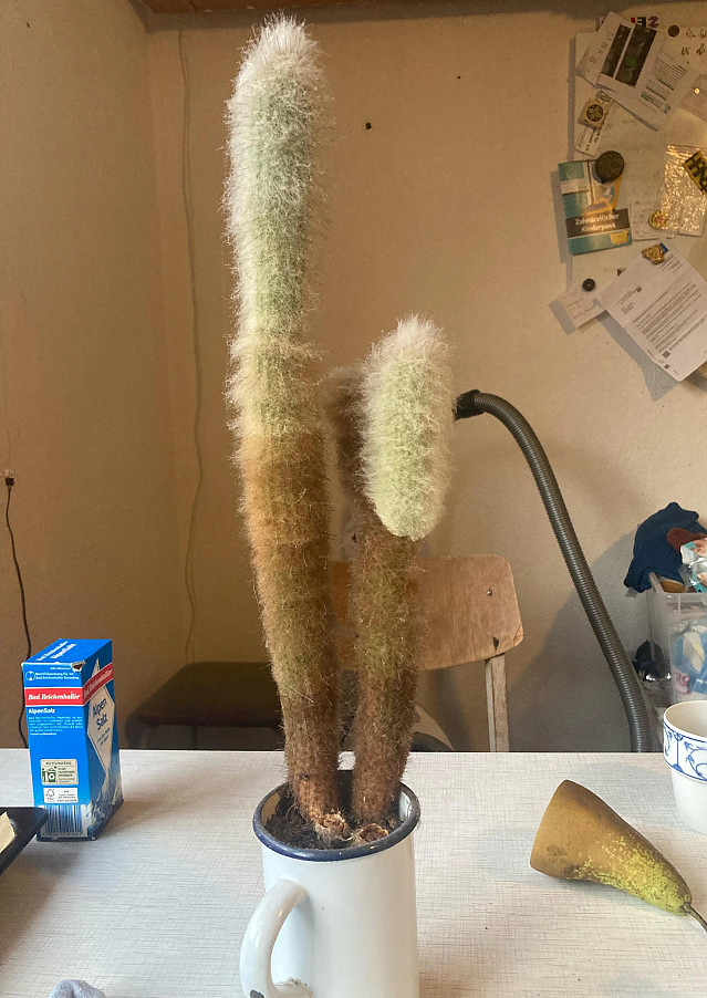 실내 식물 키울때 금연을 해야 하는 이유