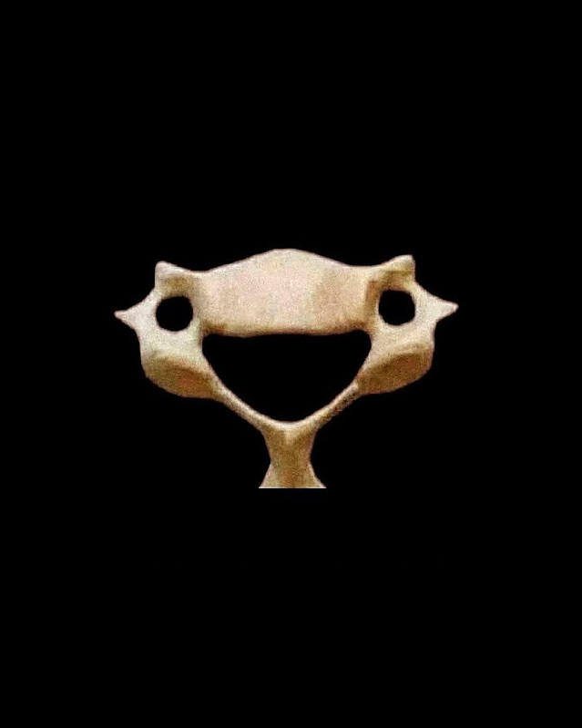 우리 몸에서 가장 귀여운 뼈, C6번 경추