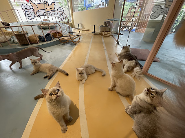 마메 애견 카페(2군)