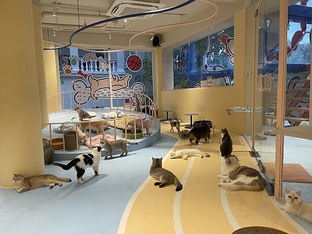 마메 애견 카페(2군)